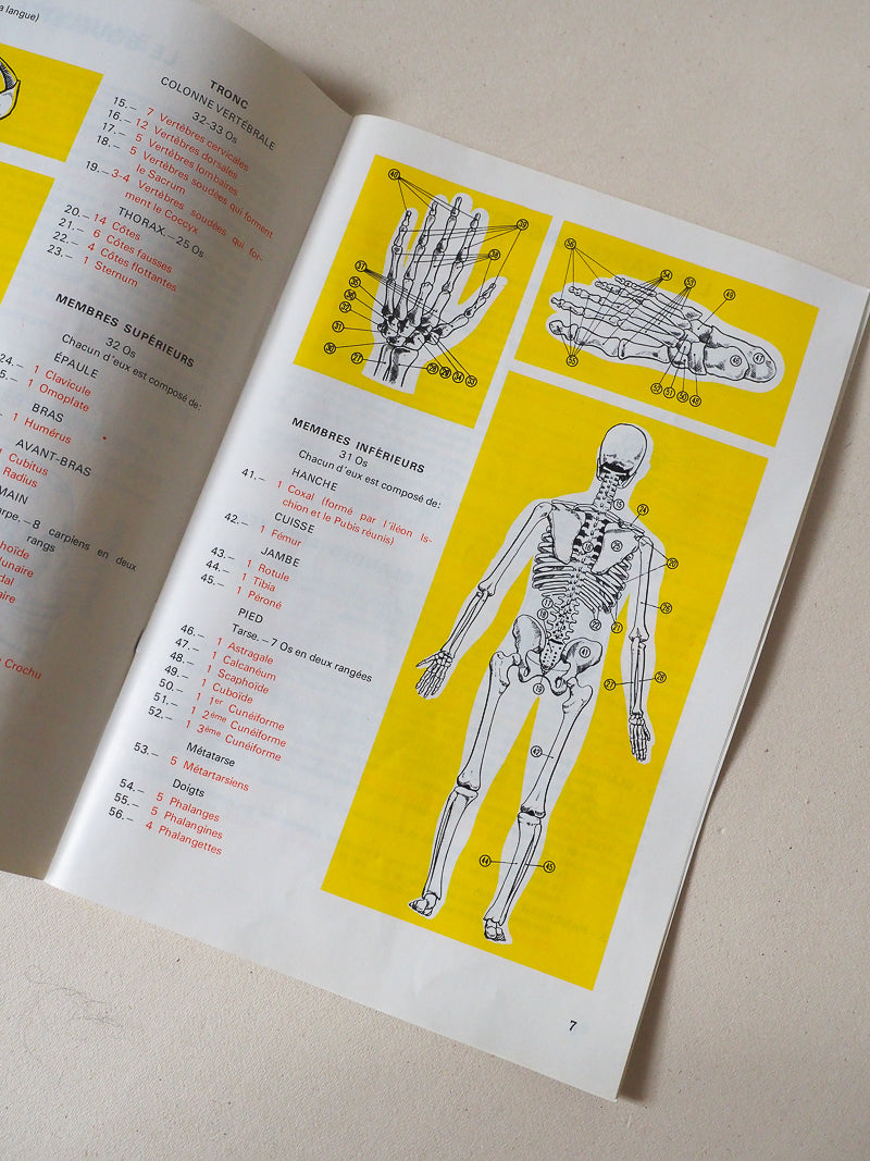 🧠Jeu éducatif vintage – L’Anatomie – Jeux Laffont – Science & Découverte