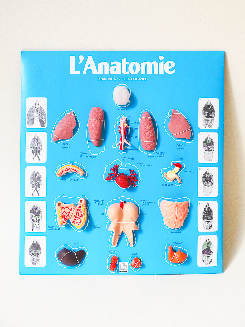 🧠 Jeu éducatif vintage – L’Anatomie – Jeux Laffont – Science & Découverte