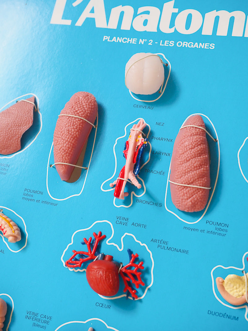 🧠 Jeu éducatif vintage – L’Anatomie – Jeux Laffont – Science & Découverte
