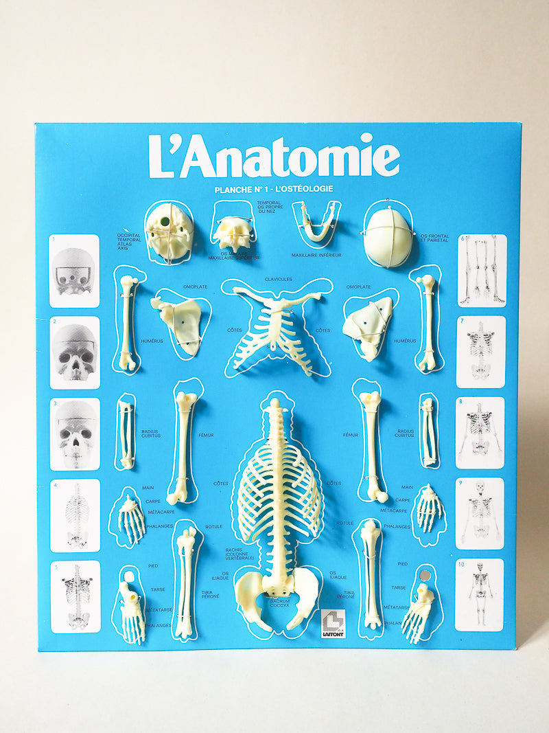 🧠 Jeu éducatif vintage – L’Anatomie – Jeux Laffont – Science & Découverte